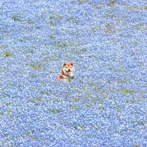 Meet your Posher, Stella